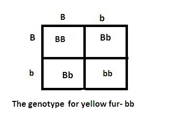 In Labrador Retrievers, black fur is dominant to yellow fur. How is it possible that-example-1