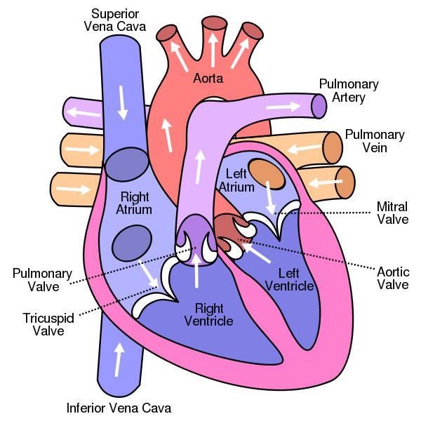 Use the diagram of the Anatomy of the heart below to explain how and why deoxygenated-example-1