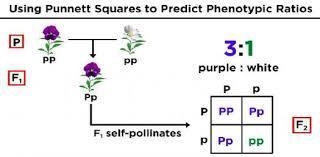 How do scientist predict the patterns of heredity?-example-1