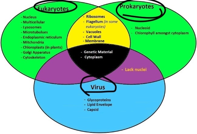 Create a triple veen diagram comparing and contrasting a prokaryotic cell, eukaryotic-example-1