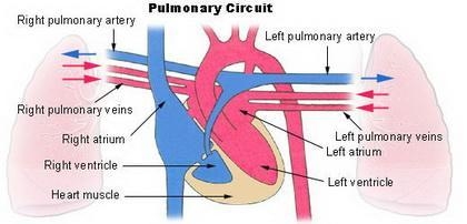 Blood from the lungs is carried back to the heart by the _____. A.inferior vena cava-example-1