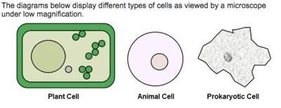 These diagrams demonstrate how cells can be differentiated by their OA. means of replication-example-1