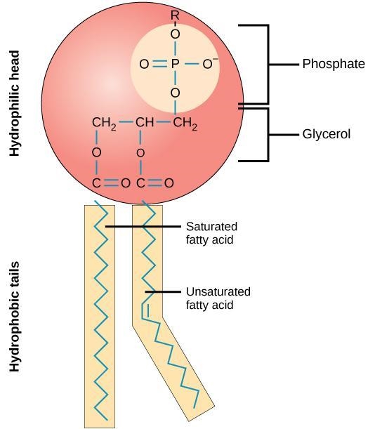 1. Which best describes the structure of a phospholipid? WA SER .-example-1