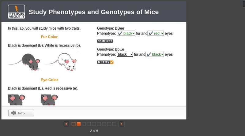 A black labrador of genotype BbEe is crossed with a yellow lab of genotype Bbee. What-example-1