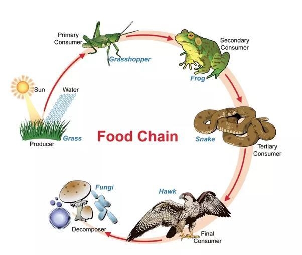 What is a food chain and what does it do?-example-1