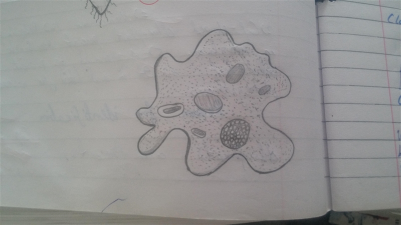 Draw the diagram of amoeba with labelling-example-1