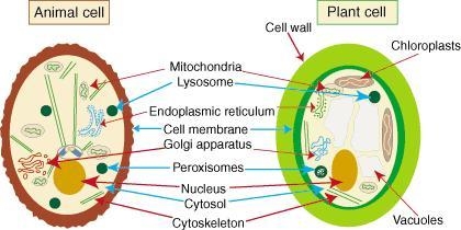 Which organelle do only animals cells and some plants have-example-1