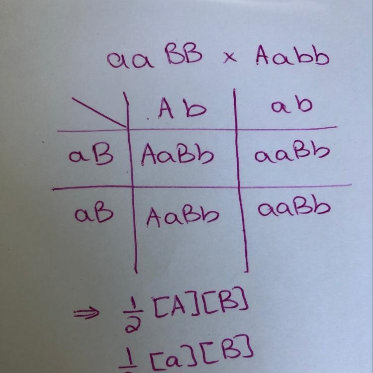 A cross is made between fruit flies with the following genotypes: aaBB and Aabb. Create-example-1