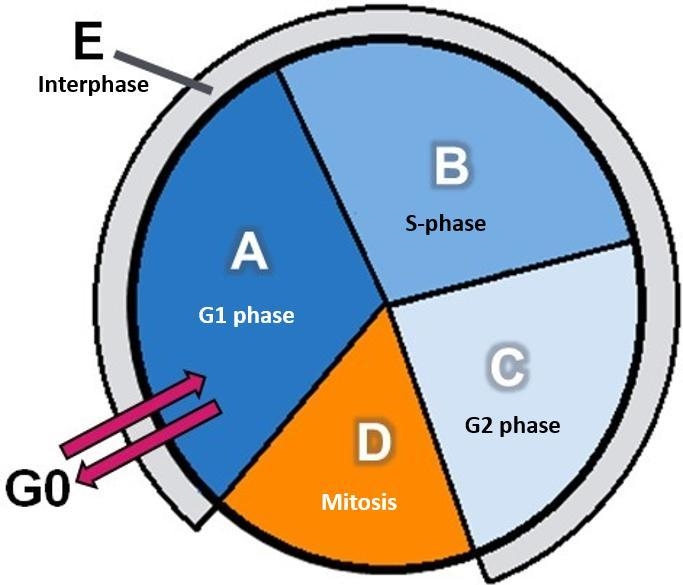 Identify the stages of the cell cycle using the drop- down menus Label A Label B Label-example-1