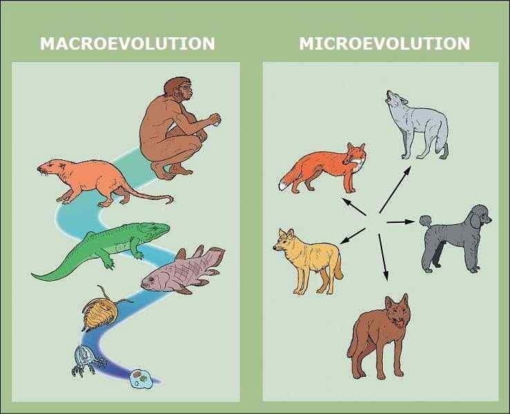 Scientists break down evolution into which two categories? microevolution and macroevolution-example-1