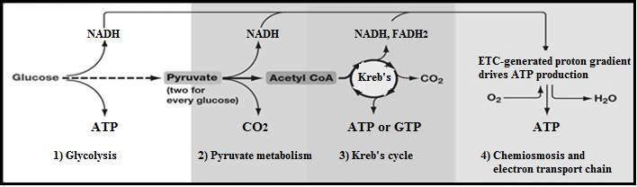 Explain the “Chemiosmotic Model of ATP Production”.-example-1