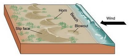 Dunes with tips pointing into the wind are called barchan dunes parabolic dunes longitudinal-example-1