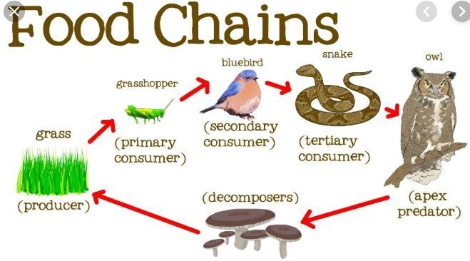 In a food chain, what is the significance of the direction the arrow is pointing-example-1