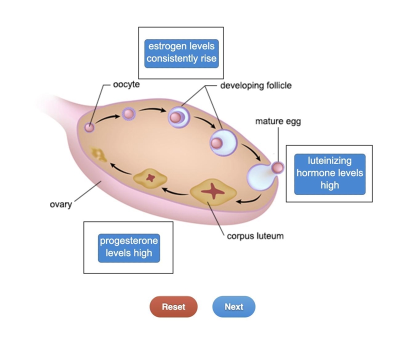 The diagram shows the development of the oocyte and the follicle during the menstrual-example-1