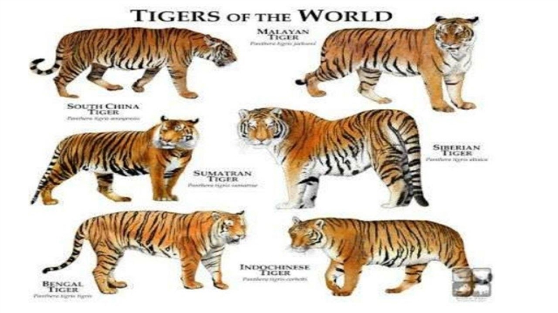 How many species of tiger are there in world​-example-1