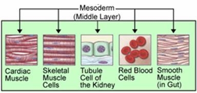 What does the mesoderm turn into? A. Skin B. Muscle C. Digestive system D. Brain-example-1