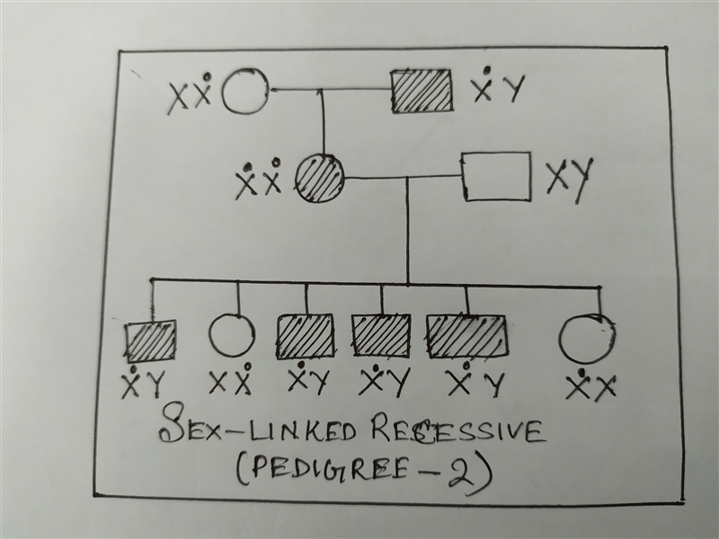 Match the pedigree to the correct type of inheritance.-example-1