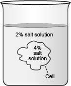 The diagram below shows a cell placed in a solution. (Image of a jar filled with water-example-1