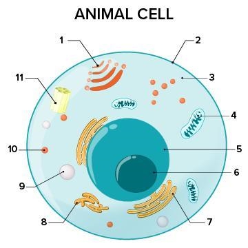 What part of the cell does 9 represent? A. Cytoplasm B. Lysosome C. Ribosome D. Centrosome-example-1