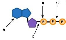 Which label identifies the part of the ATP molecule that changes when energy is released-example-1