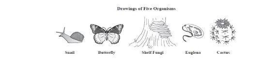 The cell theory applies to all organisms, including the 5 shown in the picture. Which-example-1