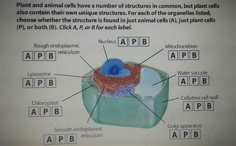 Identify the following structures as being found only in the an animal (A), only in-example-1