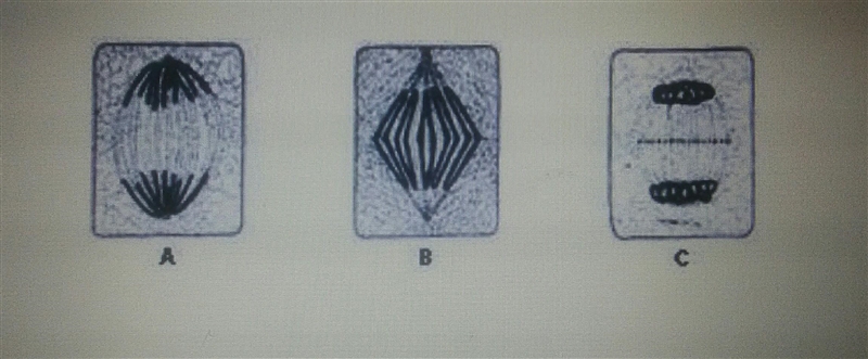 The diagrams are showing a cell undergoing a mitotic division at different points-example-1