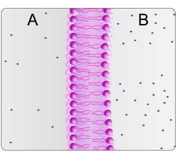 Study the illustration. The small blue spheres represent water molecules. In which-example-1