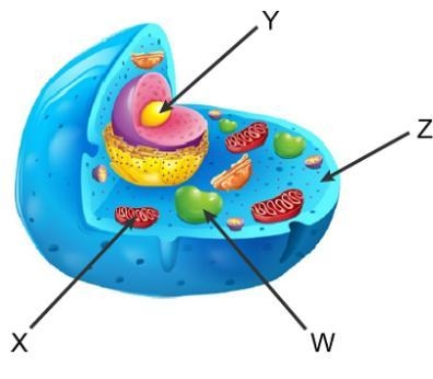 Use this diagram of an animal cell to answer the question. Where does the second stage-example-1