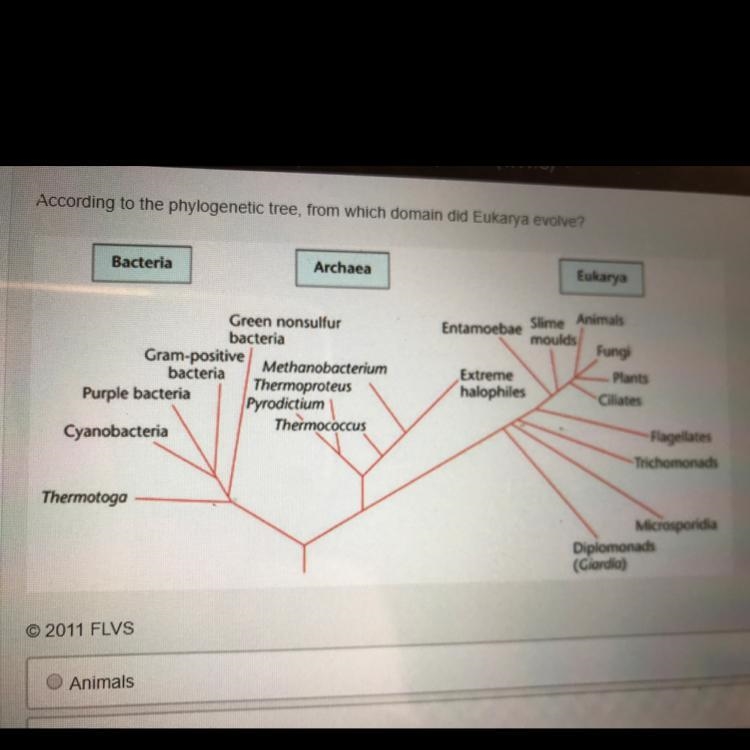 According to the phylogenetic tree, from which domain did eukarya evolve?-example-1