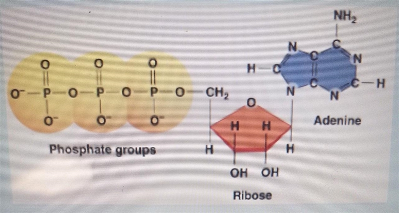 What molecule is shown in this image? ​-example-1