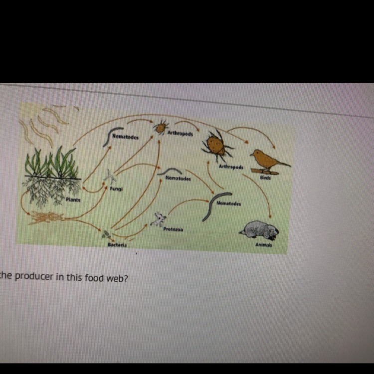 Which organism is the producer in this food web? 7th grade question. A) Arthropods-example-1