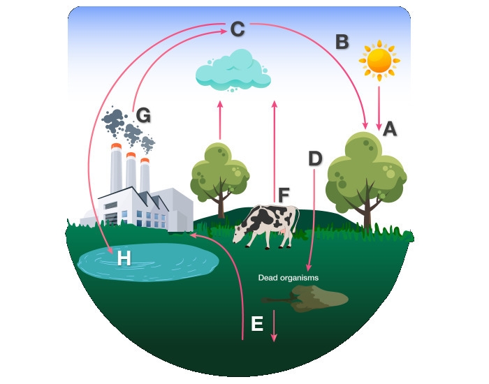 Using the diagram above, match the description to the corresponding location in the-example-1