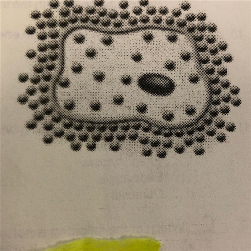 15. The cell in the picture has been placed into a hypertonic solution as shown. The-example-1