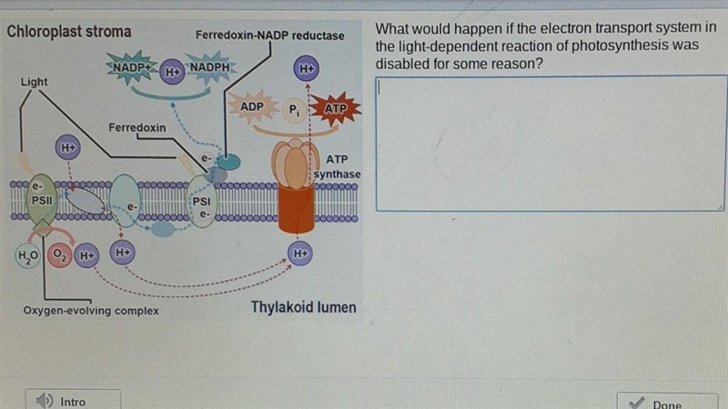 what would happen if the electron transport system in the light-dependent reaction-example-1