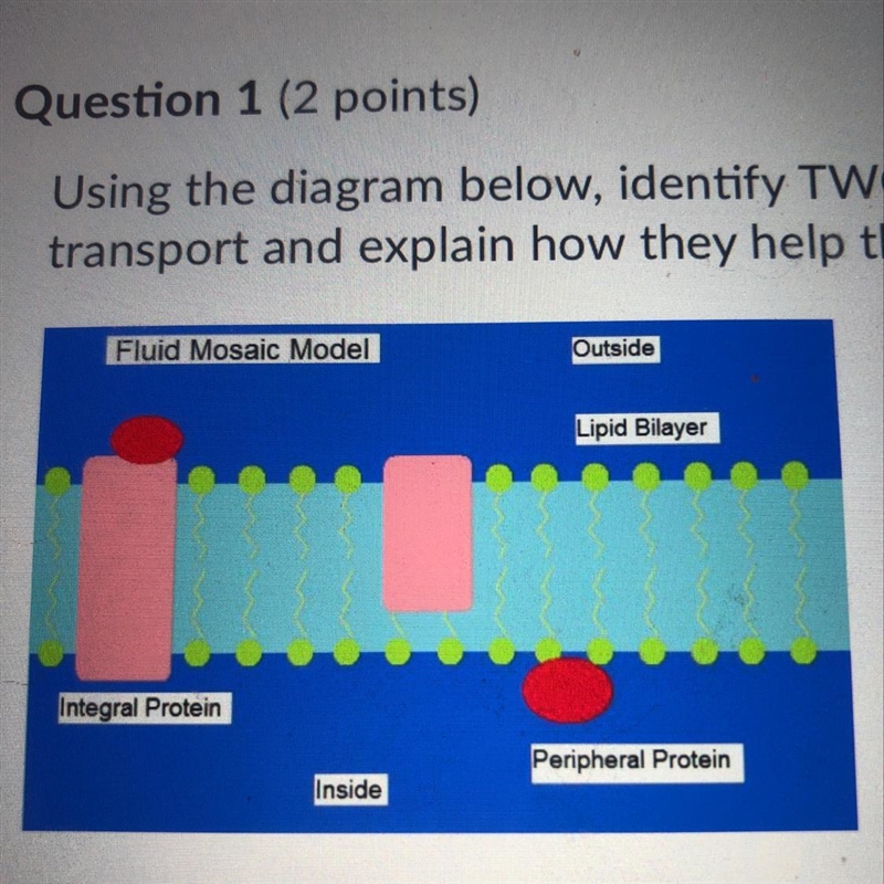 using the diagram below, identify TWO structures used in membrane transport and explain-example-1