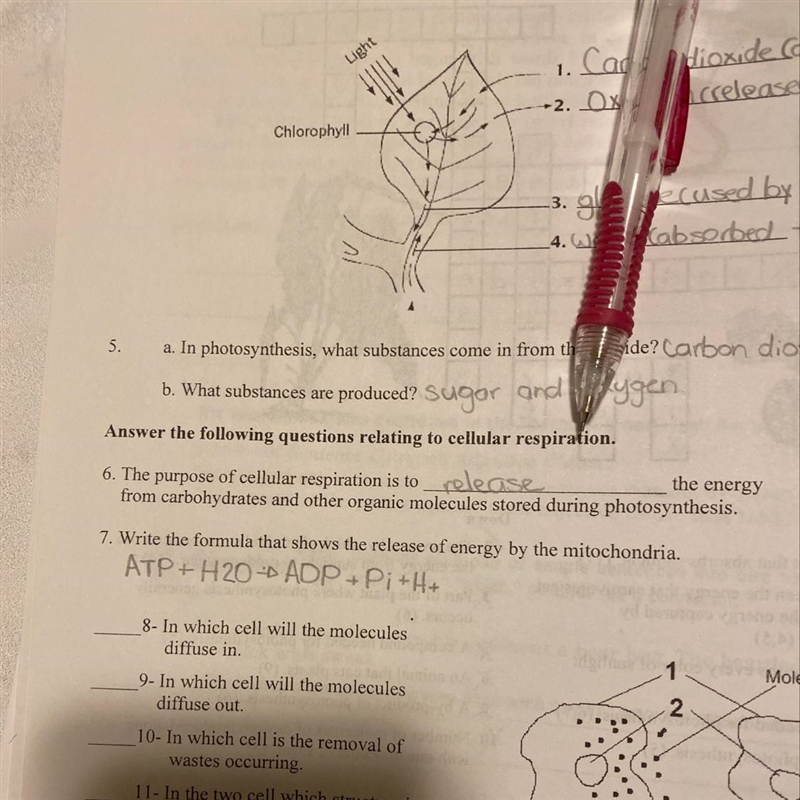 Write the formula that shows the release of energy by the mitochondria-example-1