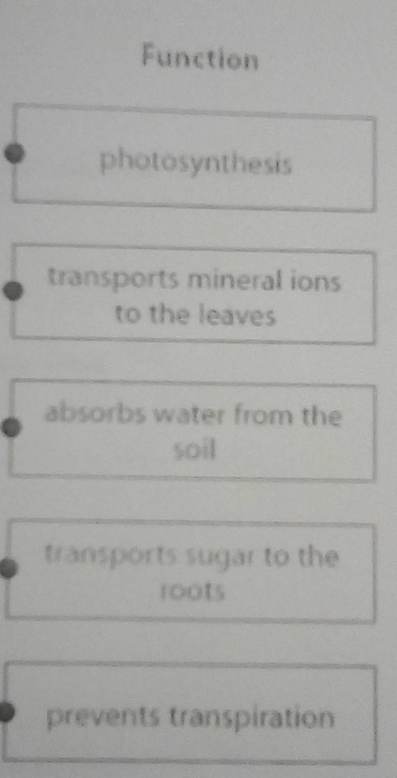 What is the function of : a)root hair cell b)leaf palisade cell from these options-example-1