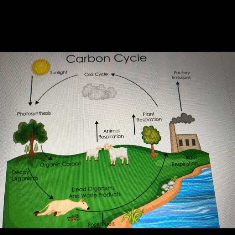 Which of the following are considered natural carbon reservoirs? Select all that apply-example-1