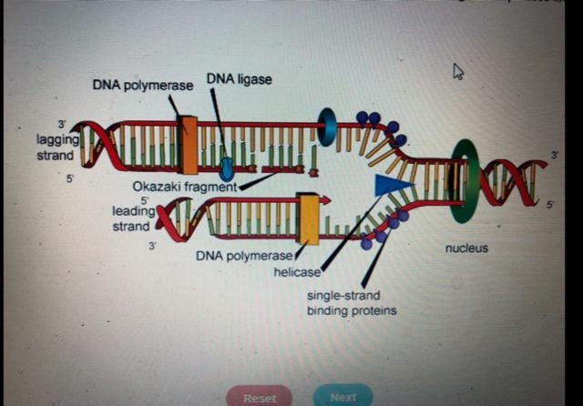 This diagram shows the functions of different enzymes during DNA replication. Which-example-1