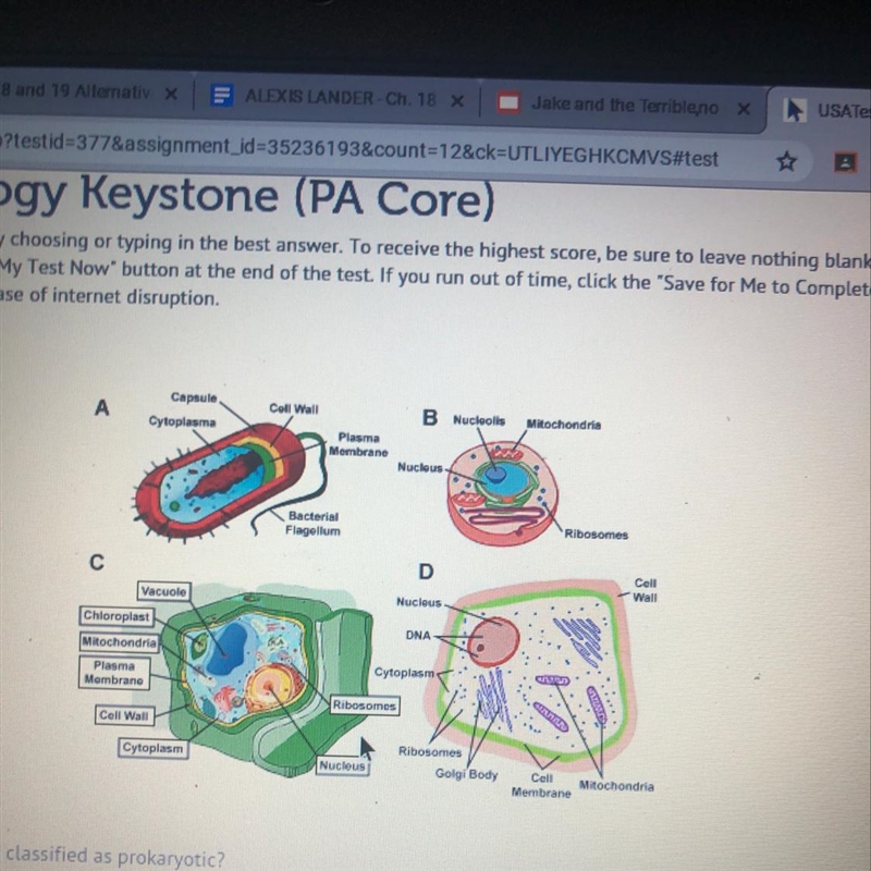 What cell should be classified as prokaryotic?-example-1