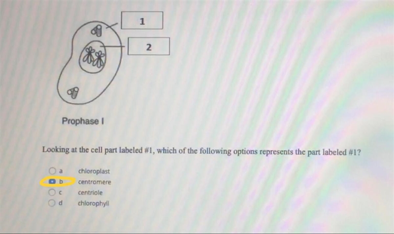 Need help on checking my answers! The ones circled in yellow are the ones that I believe-example-1