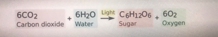 Does the following equation represent photosynthesis or cellular respiration?-example-1