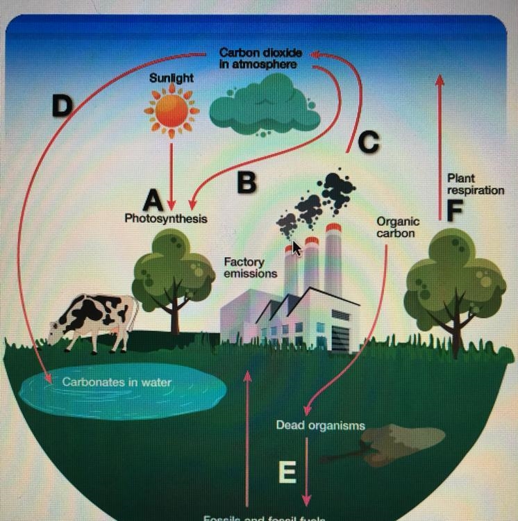 Which arrow or arrows indicate a process that cycles carbon from living or non living-example-1