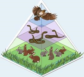 Examine the energy pyramid below. If a disease strikes the snake population in this-example-1