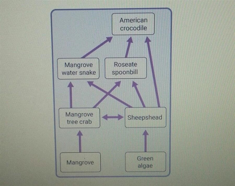 Which organisms in this food web are producers? please select the two correct answers-example-1