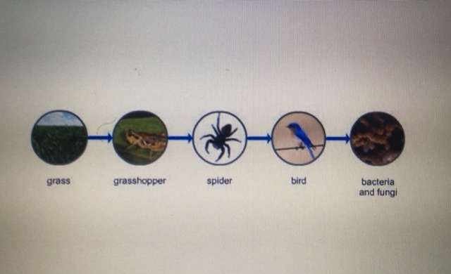 Which organism in this food chain is a carnivore? A. Fungus B. Grasshopper C. Grass-example-1