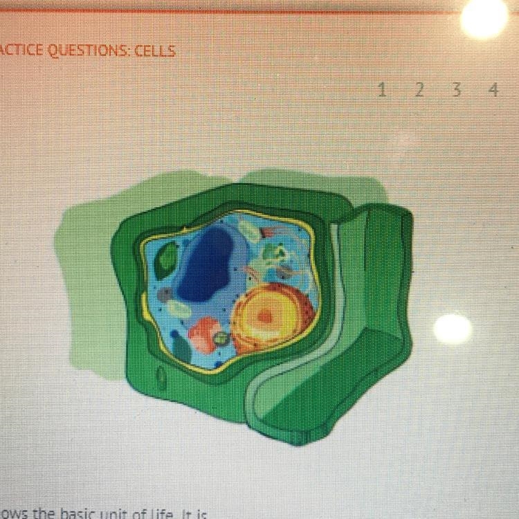 The illustration shows the basic unit of life. It is A. a cell wall B. an atom C. a-example-1