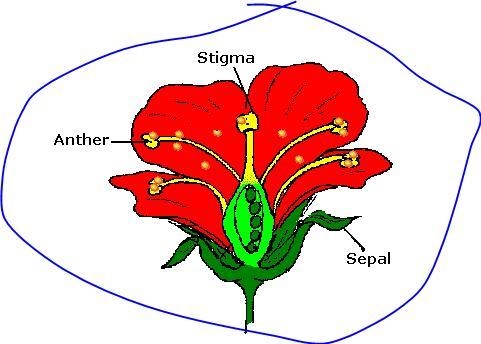 Look at the illustration of the flower. How many fruits and seeds can develop from-example-1