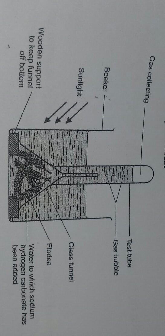 A) What is the aim of this experiment? b) Why was sodium hydrogen carbonate used during-example-1